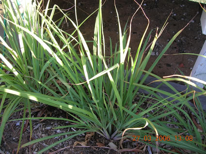 Lemongrass: Details, Properties, Effects